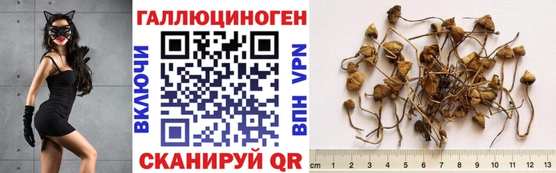 Галлюциногенные грибы Psilocybine cubensis  Нерюнгри 